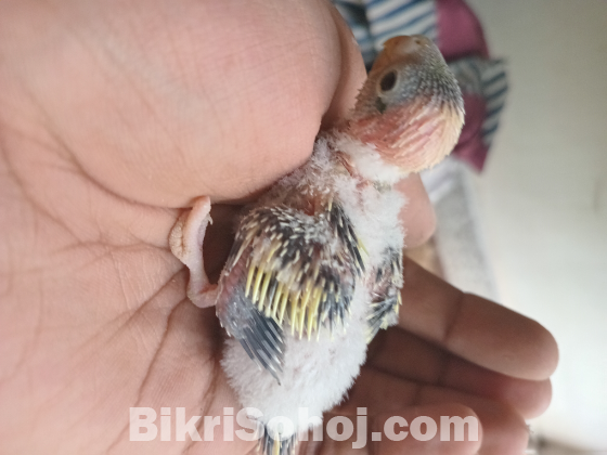 টেম সাইজ বাজরিগার বেবি